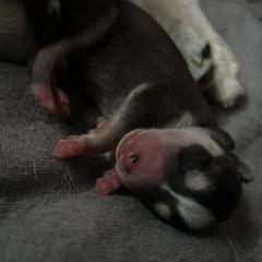 Alaskan Klee Kai Puppies from Kyrie Mulalley