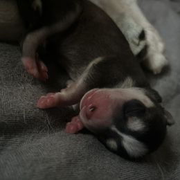 Alaskan Klee Kai Puppies from Kyrie Mulalley