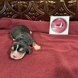 Red Male - Black white and brown male Basset Hound puppy in Richland, Washington from Blessed Basset Hounds