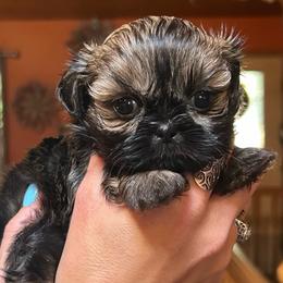 Glimmer - Gold female Shih Tzu puppy in Nekoosa, Wisconsin from Brox Acres House of Fur LLC