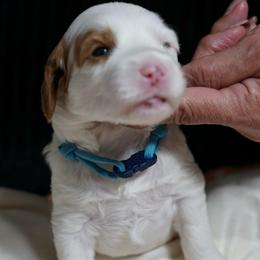 Snow - Chalk female Australian Labradoodle puppy in Fontana, California from Glory Labradoodle’s