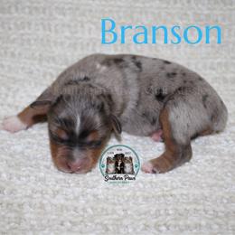Branson - Blue merle male Australian Shepherd puppy in Crockett, Texas from Southern Paws Mini Aussies