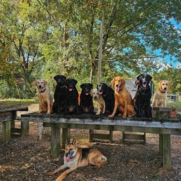 Golden Retriever and Labrador Retriever Puppies from Folklore Canine L.L.C