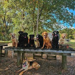 Golden Retriever and Labrador Retriever Puppies from Folklore Canine L.L.C