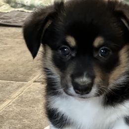 Girl 5 - Pembroke Welsh Corgi puppy in Sparta, New Jersey from CrestCottage Corgis