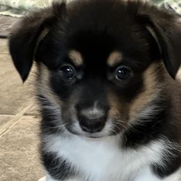 Girl 5 - Pembroke Welsh Corgi puppy in Sparta, New Jersey from CrestCottage Corgis