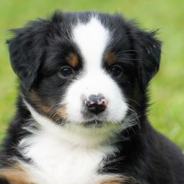 Australian Shepherds from Beaver Dam Mini Aussies