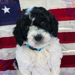 Cockapoos, Goldendoodles, and Poodles from Big Bang Poodles & Cockapoos
