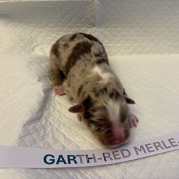 Miniature Australian Shepherd Puppies from MAS LUV