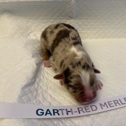 Miniature Australian Shepherd Puppies from MAS LUV