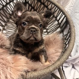 French Bulldog Puppies from SoCalFamilyFrenchies, Doodles and more