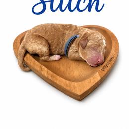 Stitch(Blue) - Red  male Poodle puppy in Stuart Fl, Florida from Lincoln & Lady Co.