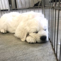 Golden Retriever Puppies from Joyful Golden Retrievers