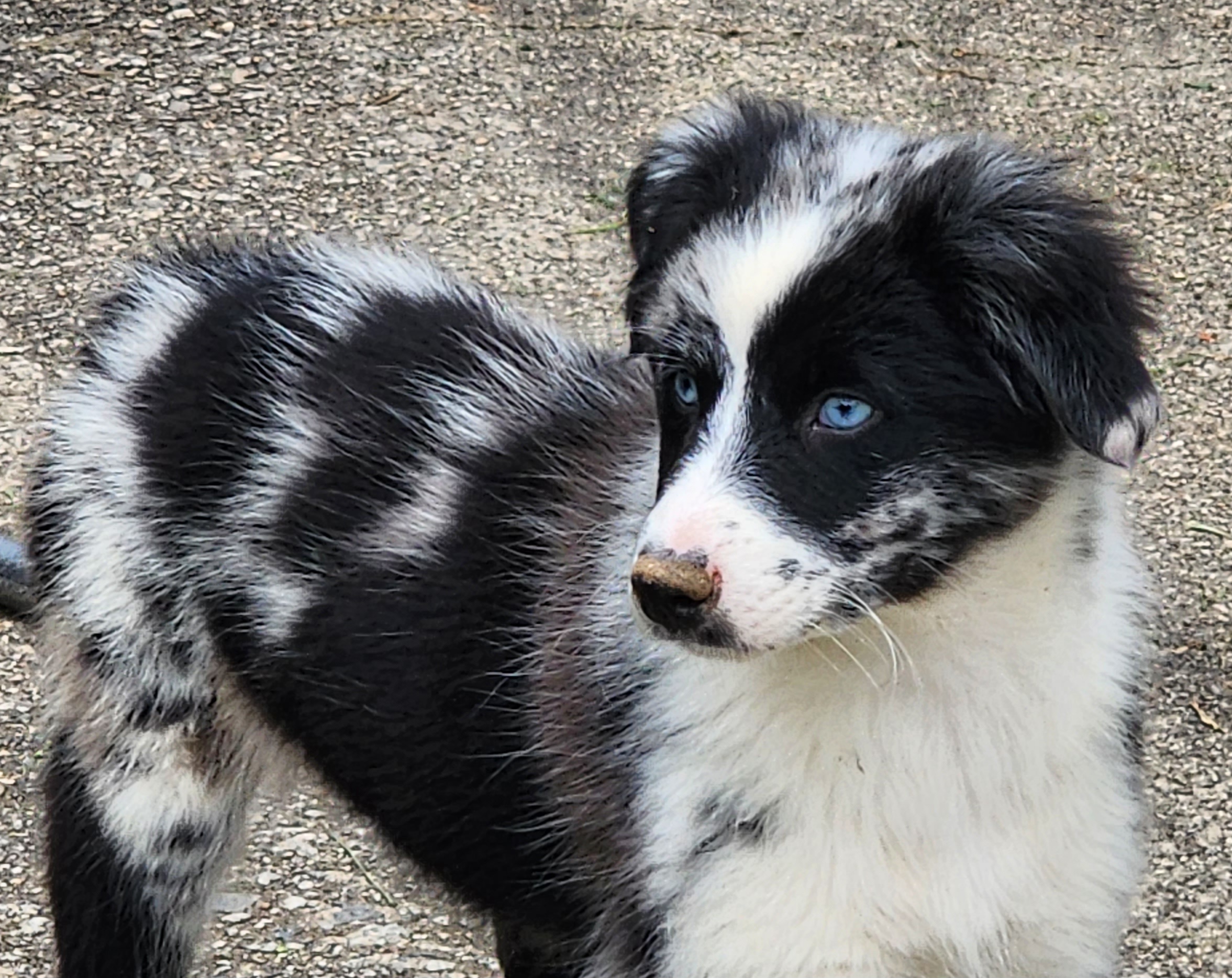 Australian Shepherds from Tatum's Aussie Possie