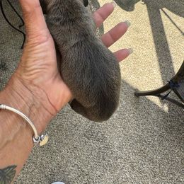 Girl 3 - Sable female Dachshund puppy in Ecorse, Michigan from Amberly's Dachshunds
