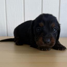 Flynn - Black and tan male Dachshund puppy in Rogers, Arkansas from Mini Paws Over the Moon Dachshunds