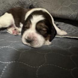 Lindy - Liver white and tan female English Springer Spaniel puppy in Coeur D'alene, Idaho from Springer Hollow