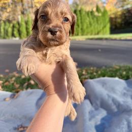 Oak - Cream male Cockapoo puppy in Clarks Summit, Pennsylvania from M&M Cockapoos