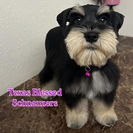 Gemma - Black and silver female Miniature Schnauzer puppy in San Antonio, Texas from Texas Blessed Schnauzers
