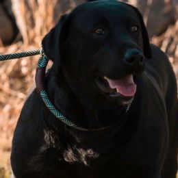 Lacey - Labrador Retriever