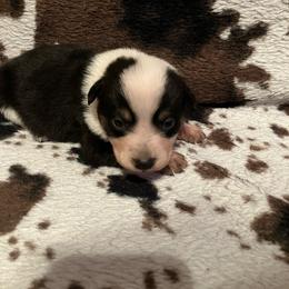 Milky Way - Blue male Australian Cattle Dog puppy in Lancaster, Minnesota from Weleski Chocolate Heelers