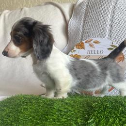 Spot - Dapple male Dachshund puppy in Hawley, Texas from Foxy’s Dachshunds & Toy Aussies