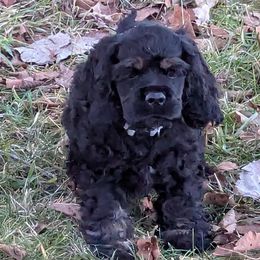 Cocker Spaniels from Midnight Cockers