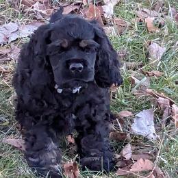 Cocker Spaniels from Midnight Cockers