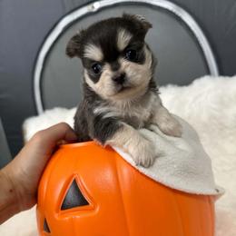 Alvin 5000 - Blue brindled fawn male Chihuahua puppy in Citrus Heights, California from Golden State Chihuahuas