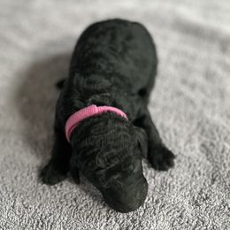 Butternut - Black female Poodle puppy in St. Johnsbury, Vermont from Poodles of the Northern Woods