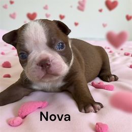 Nova (AKC) - Red male Boston Terrier puppy in Galt, California from Monkey Biz Bostons