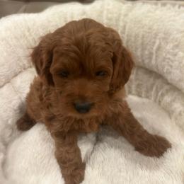 Girl 2 - Red  female Goldendoodle puppy in Sacramento, California from Golden doodles  Lovers