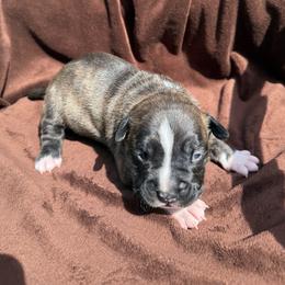 Girl 5 - Blue brindle female American Pit Bull Terrier puppy in Stanwood, Washington from Barajas Family Ranch