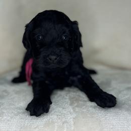Melon - Black female Goldendoodle puppy in Cleveland, Georgia from The O.G. Doodles