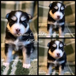 Mufasa - Black and white male Pomsky puppy in Rossville, Georgia from Scenic City Pomskies