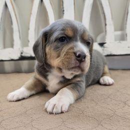 Light Pink - Blue tan and white female Beagle puppy in Henefer, Utah from Lazy G Kennels