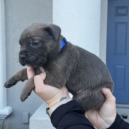 Cane Corso Puppies from Valyrian Cane Corsos