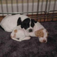 Pointers from Sun Creek Pointers