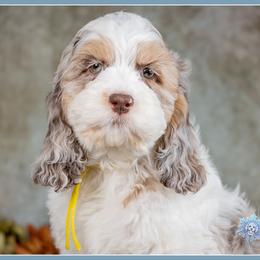 Sarabi - Merle female Cockapoo puppy in Connersville, Indiana from Deaz Doodle Ranch