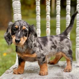 Josie - Dapple female Dachshund puppy in Mascot, Tennessee from Magnolia Pearl Dachshunds
