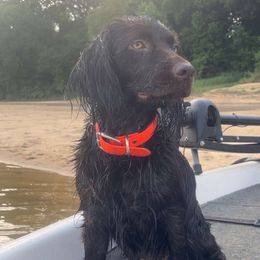 Millie - Boykin Spaniel