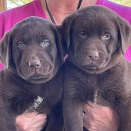 Labrador Retrievers from DogStar Kennels