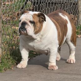 Bristol - Bulldog