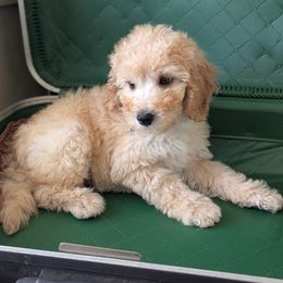 Apricot male 2 (turquoise) - Apricot male Poodle puppy in Lumberton, Texas from Topline Poodles
