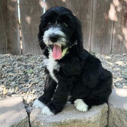 Boy 4 - Goldendoodle puppy in Modesto, California from Two Doods Doodles