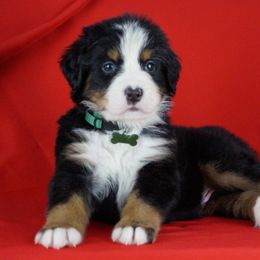 Bernese Mountain Dog Puppies from Lonesome Pine Farm