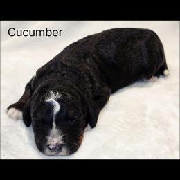 Cucumber - Tri-color female Bernedoodle puppy in Roseburg, Oregon from Lookingglass Doodles