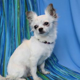 Pearl - Chihuahua