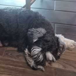 Haddie - Miniature Schnauzer