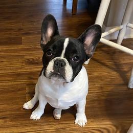 Junie - French Bulldog